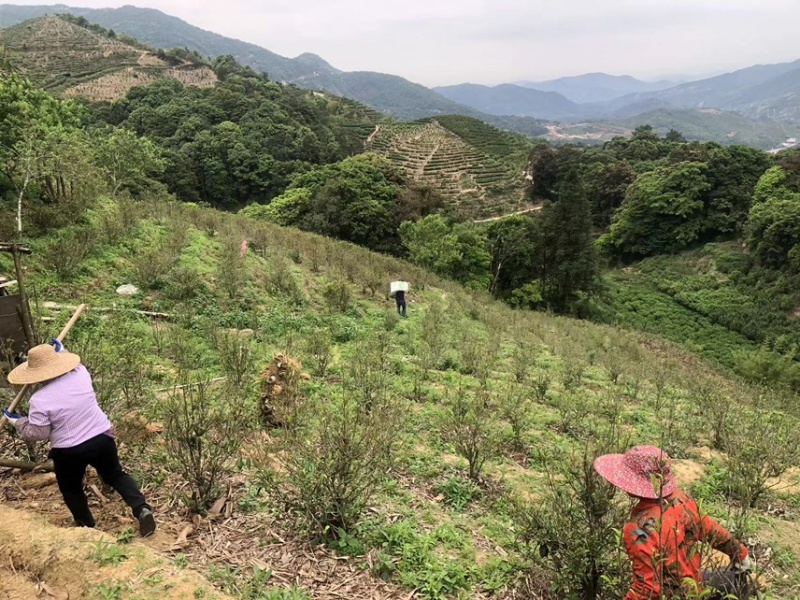 凤凰单丛黄枝香头春茶半斤装凤凰山高山生态茶园源头区