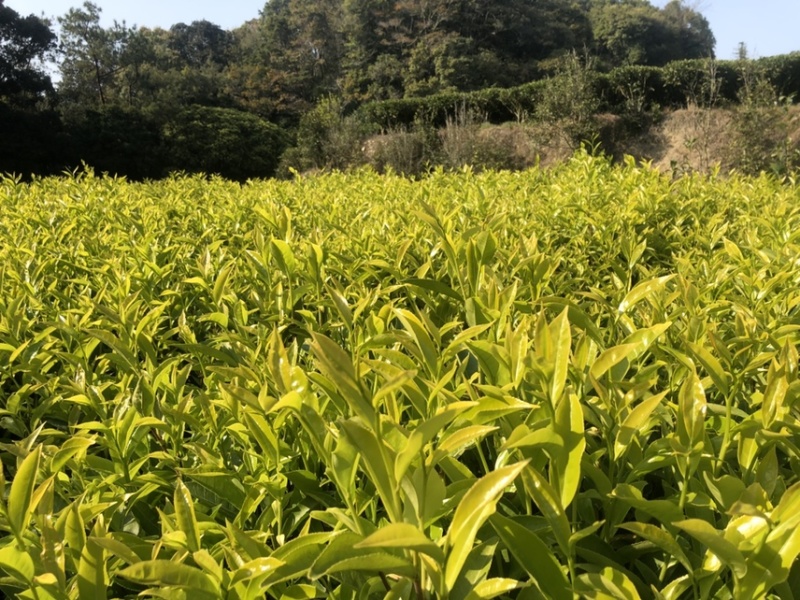 凤凰单丛黄枝香头春茶半斤装凤凰山高山生态茶园源头区