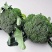【牛商推荐】西兰花新鲜上市（好货）现摘现发产地货源