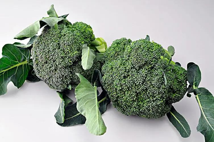 一颗新鲜翠绿的西兰花,花蕾紧密、颜色鲜亮,茎部切口平整无褐变,背景为厨房台面,光线自然明亮 西兰花特写