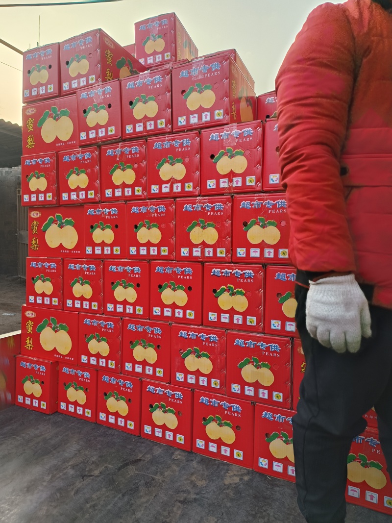山西优质贡梨现货供应
