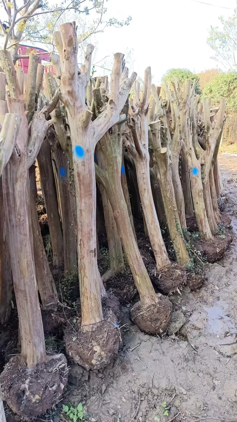 8公分占地紫薇