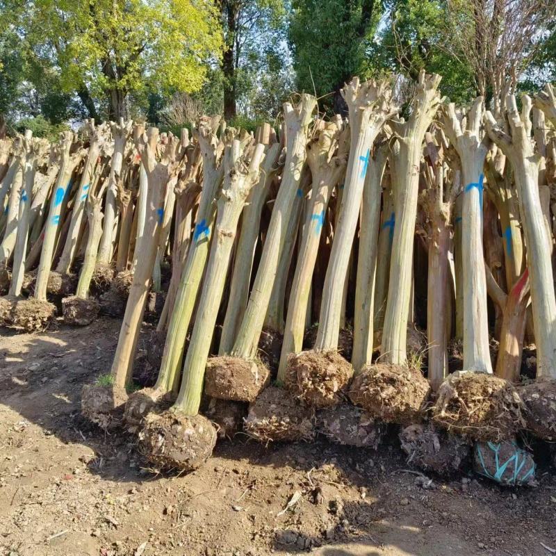 11公分占地紫薇