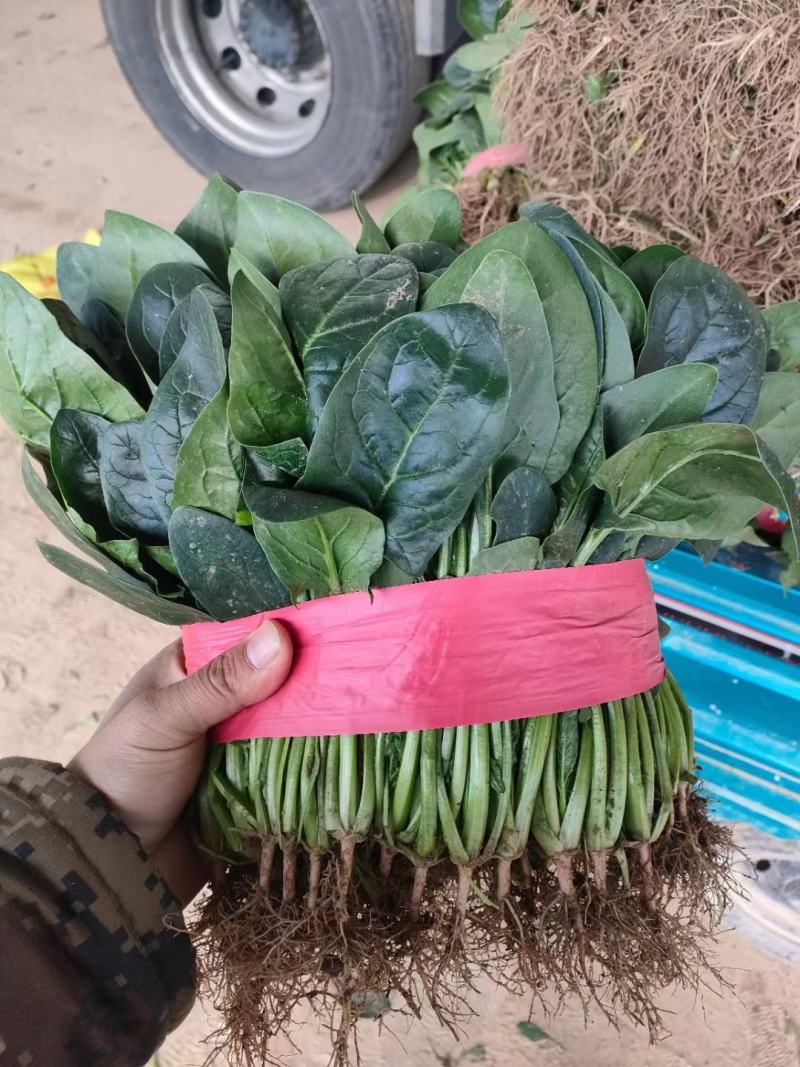 大叶菠菜一手货源各种规格都有产量大随时看货