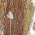 田基黄又名：地耳草、雀舌草、蛇查口、跌水草、寸金草