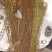 田基黄又名：地耳草、雀舌草、蛇查口、跌水草、寸金草