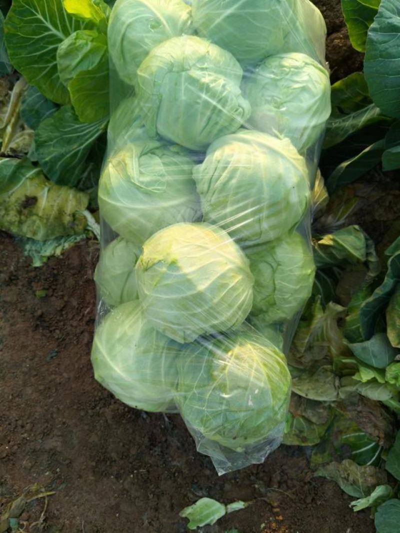【精品】河南甘蓝大量供应保质保量对接采摘对接全国市场