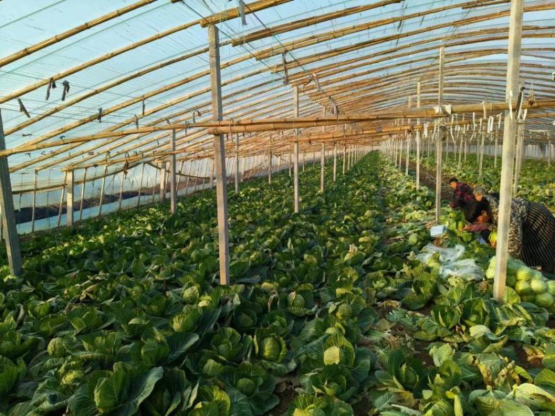 【精品】河南甘蓝大量供应保质保量对接采摘对接全国市场