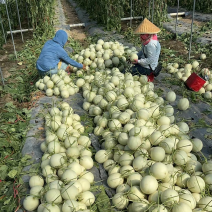 海南精品甜瓜玉菇甜瓜产地直发欢迎咨询品质保证