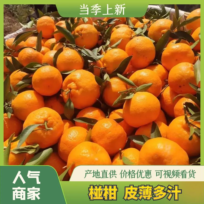 湖北碰柑产地货源充足，个头大，口感甜，自然熟，果皮光滑