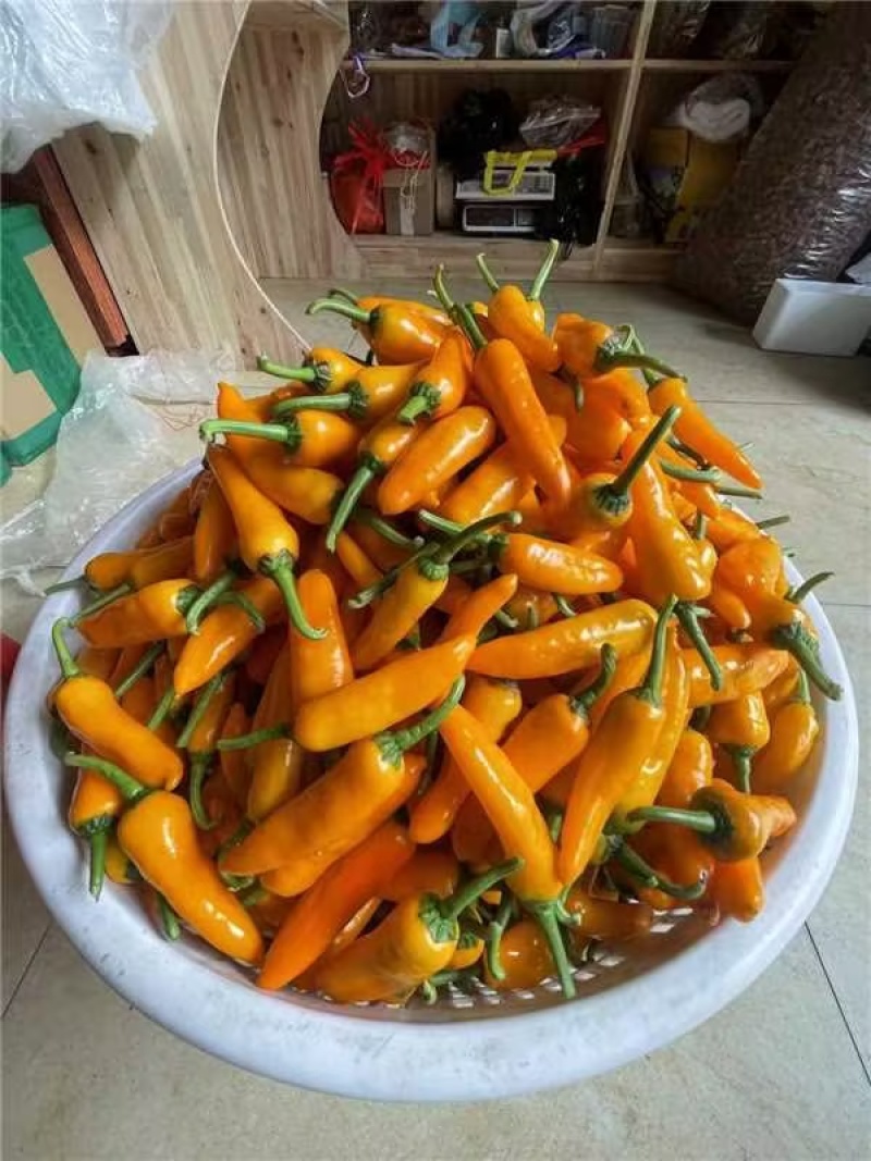 精品辣椒黄椒注永安黄椒货源充足量大从优质量保证欢迎咨询