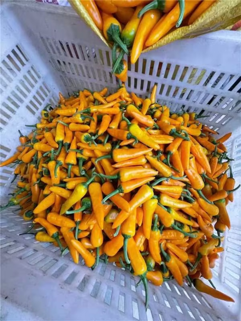 精品辣椒黄椒注永安黄椒货源充足量大从优质量保证欢迎咨询