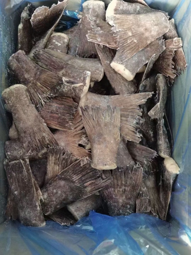 碟鱼尾