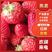 【精选】安徽红颜草莓-产地直发-量大从优-价格优惠-直踩
