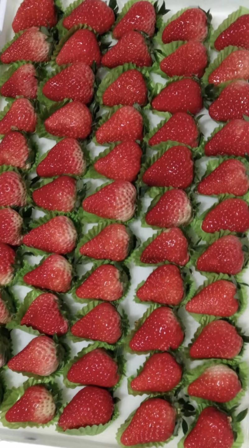 【精选】安徽红颜草莓-产地直发-量大从优-价格优惠-直踩