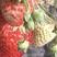 【优选】安徽红颜草莓-产地直采-粒大直甜-价格优惠