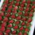 【优选】安徽红颜草莓-产地直采-粒大直甜-价格优惠