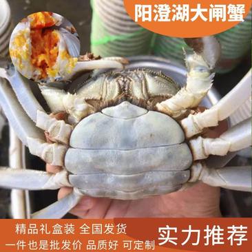 《阳澄湖大闸蟹》鲜活母蟹礼盒装批发一件代发大闸蟹