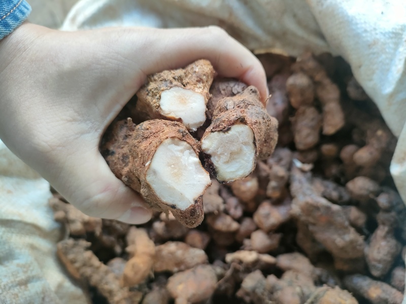 土茯苓(本地粉质小土，一二两的，价格低，打粉切片适合)