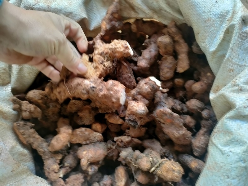 土茯苓(本地粉质小土，一二两的，价格低，打粉切片适合)
