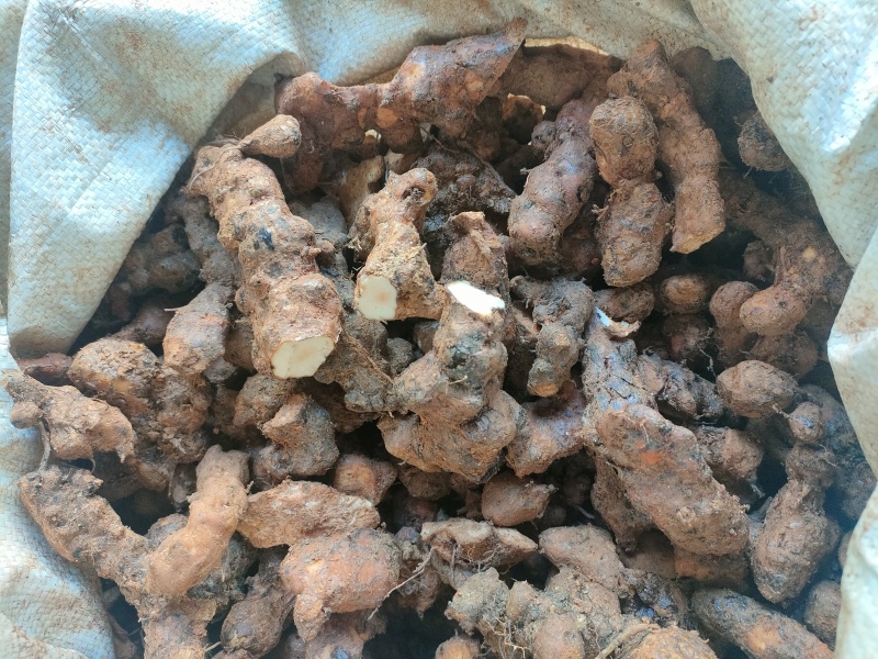 土茯苓(本地粉质小土，一二两的，价格低，打粉切片适合)