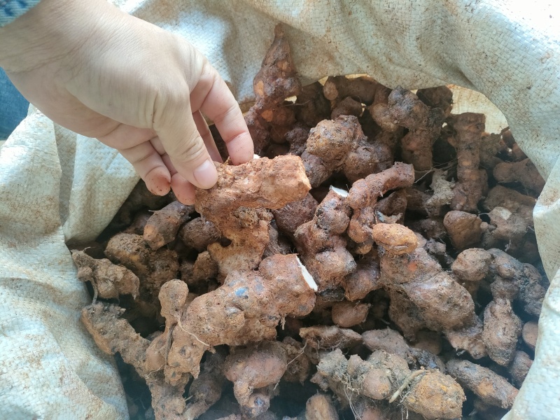 土茯苓(本地粉质小土，一二两的，价格低，打粉切片适合)