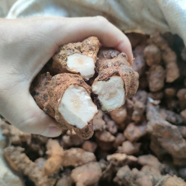 土茯苓(本地粉质小土，一二两的，价格低，打粉切片适合)