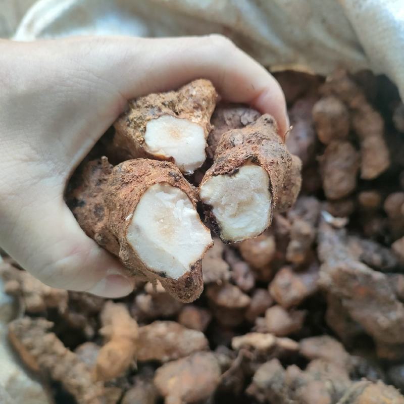 土茯苓(本地粉质小土，一二两的，价格低，打粉切片适合)
