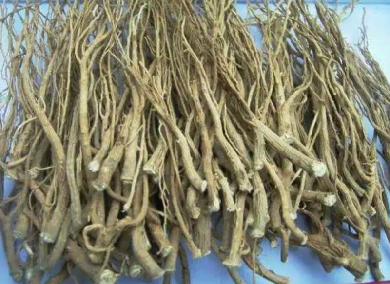 【柴胡籽】柴胡种子河北包技术多年生柴胡籽北柴胡籽视频拿货电联
