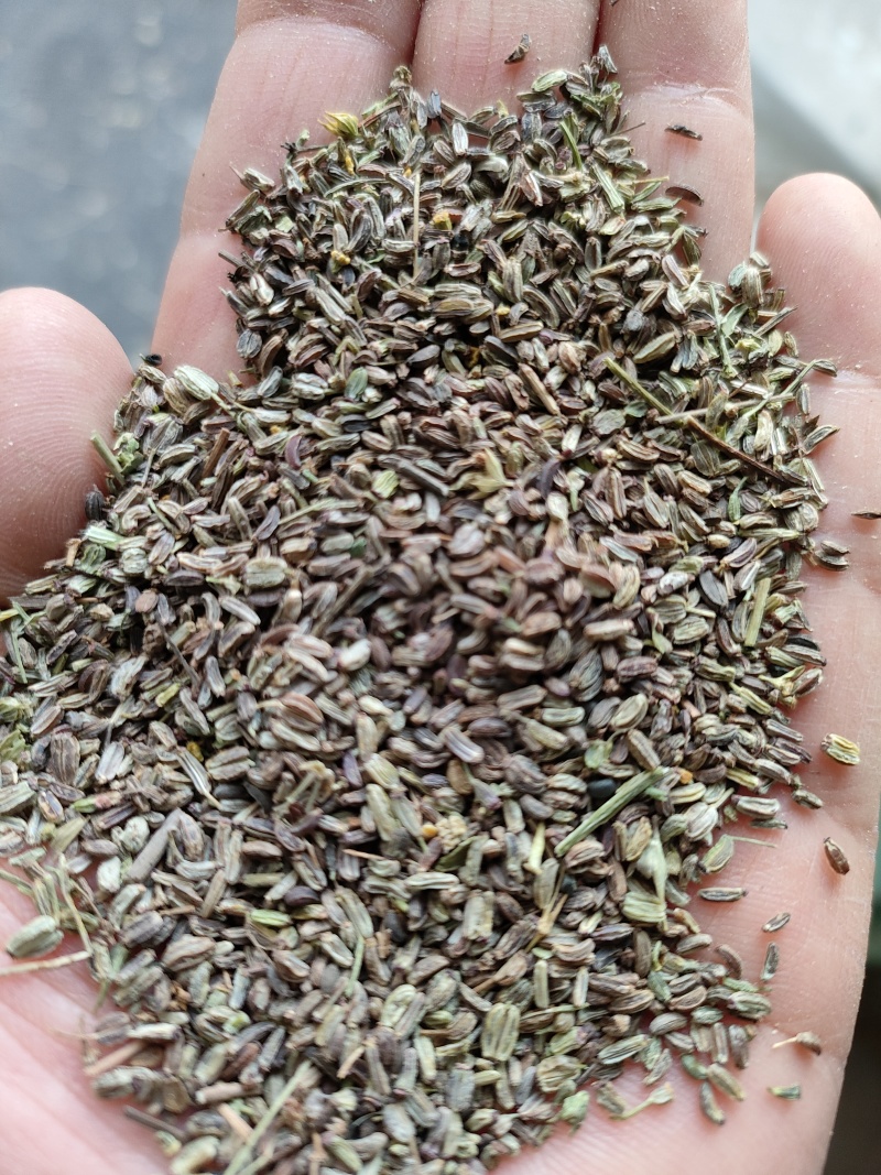 【柴胡籽】柴胡种子河北包技术多年生柴胡籽北柴胡籽视频拿货电联