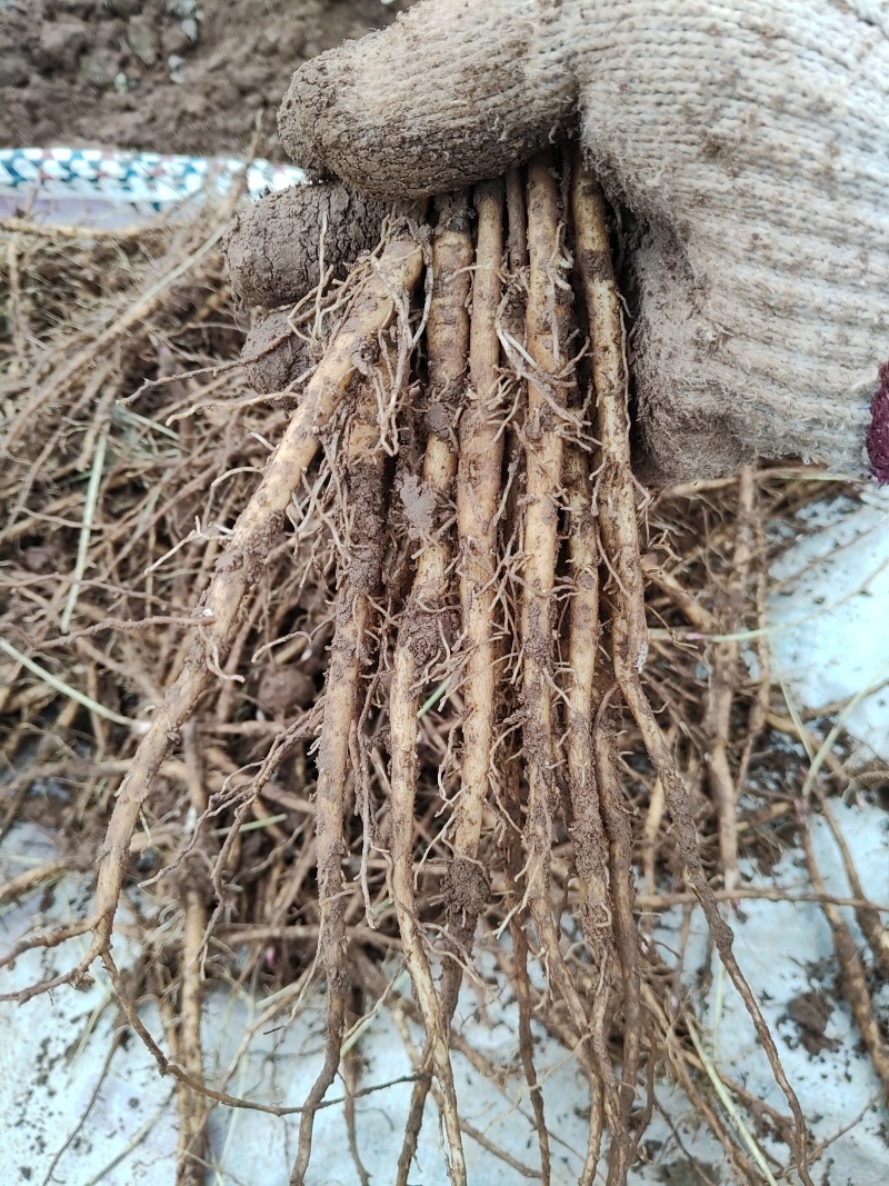 出售1年2年药用油用牡丹苗。自家直育，价格便宜，一手货源