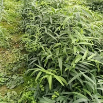 黄精苗，多花不倒苗黄精苗，老虎姜，四川多花高杆黄精苗
