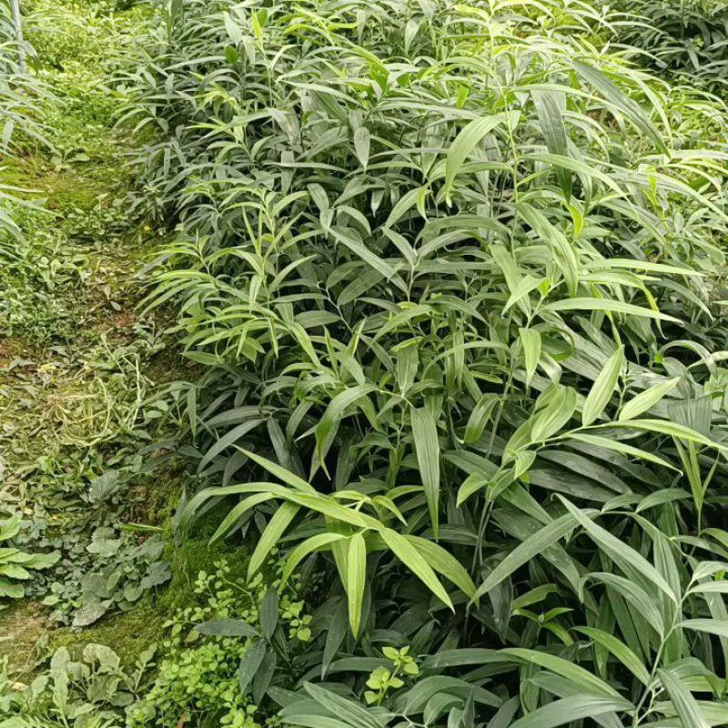 黄精苗，多花不倒苗黄精苗，老虎姜，四川多花高杆黄精苗