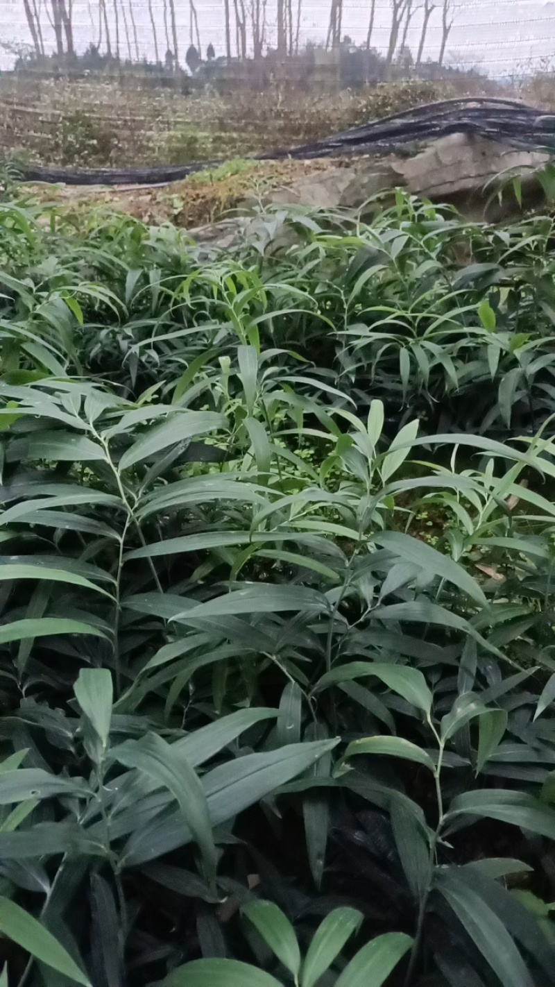 黄精苗，多花不倒苗黄精苗，老虎姜，四川多花高杆黄精苗