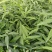 黄精苗，多花不倒苗黄精苗，老虎姜，四川多花高杆黄精苗