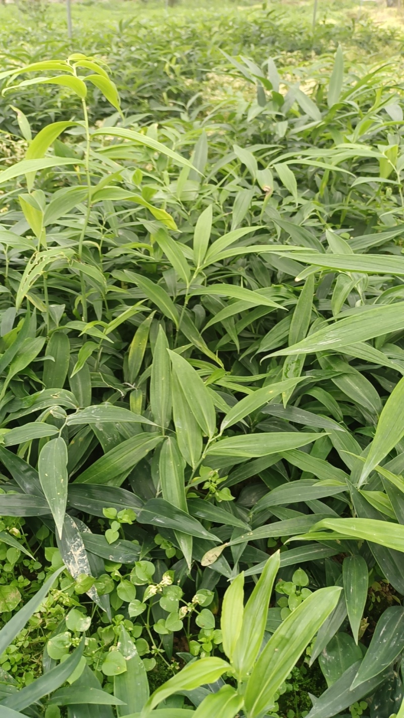 黄精苗，多花不倒苗黄精苗，老虎姜，四川多花高杆黄精苗