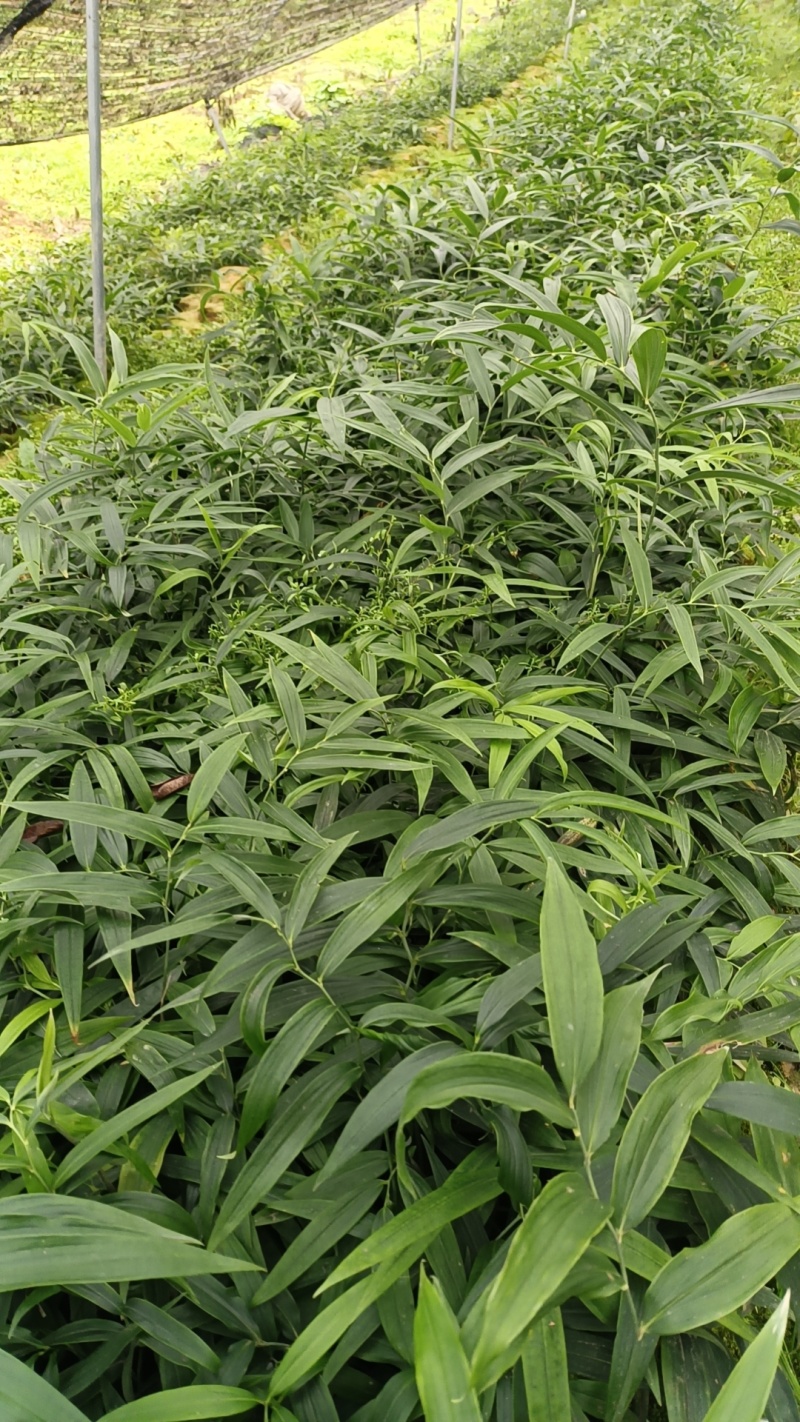 黄精苗，多花不倒苗黄精苗，老虎姜，四川多花高杆黄精苗
