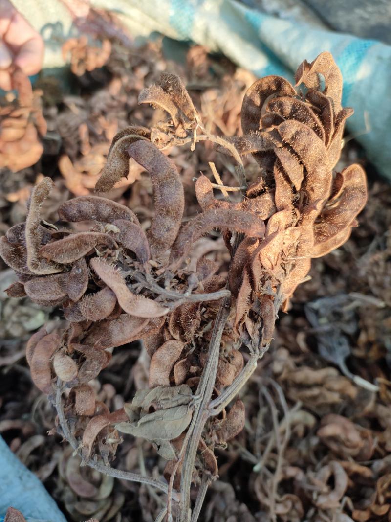 【甘草】甘草种子河北保定代发全国市场商超视频拿货看货电联优惠