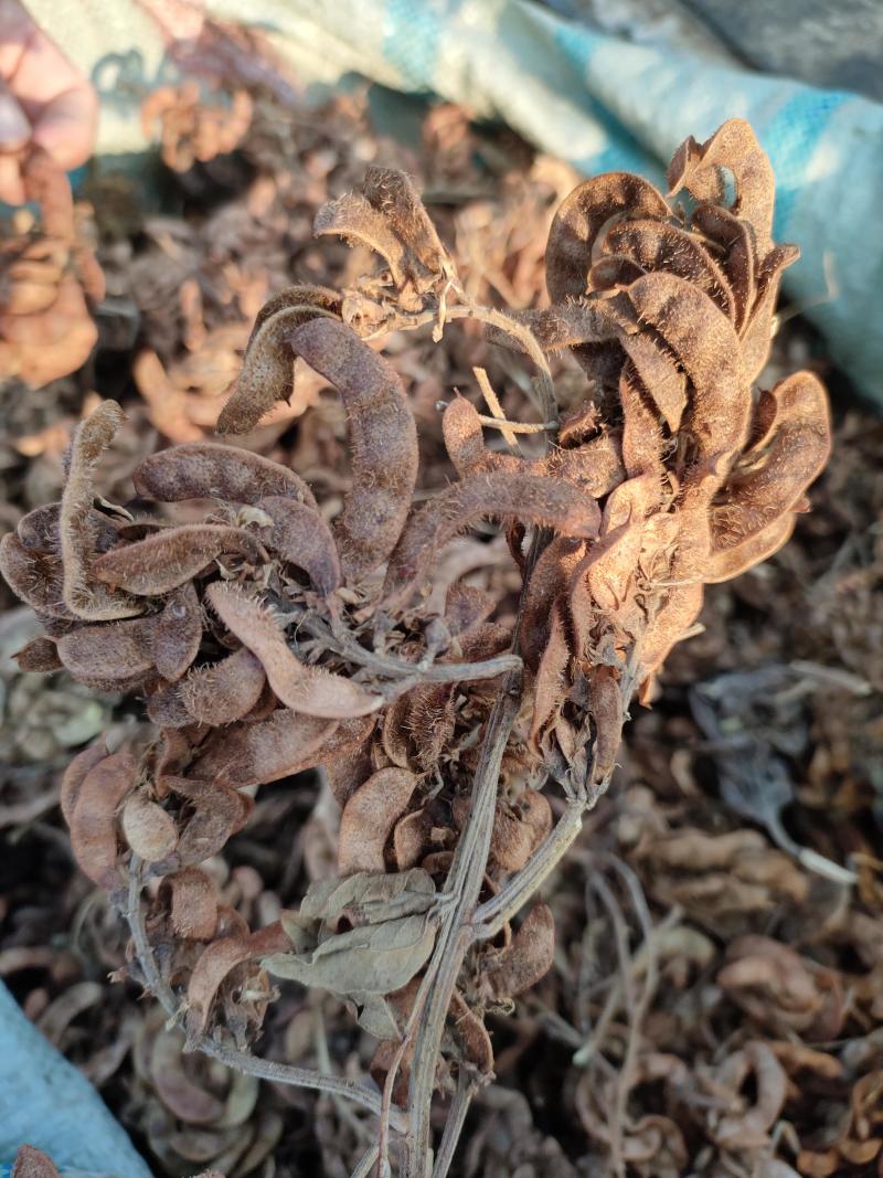 【甘草】甘草种子河北保定代发全国市场商超视频拿货看货电联优惠