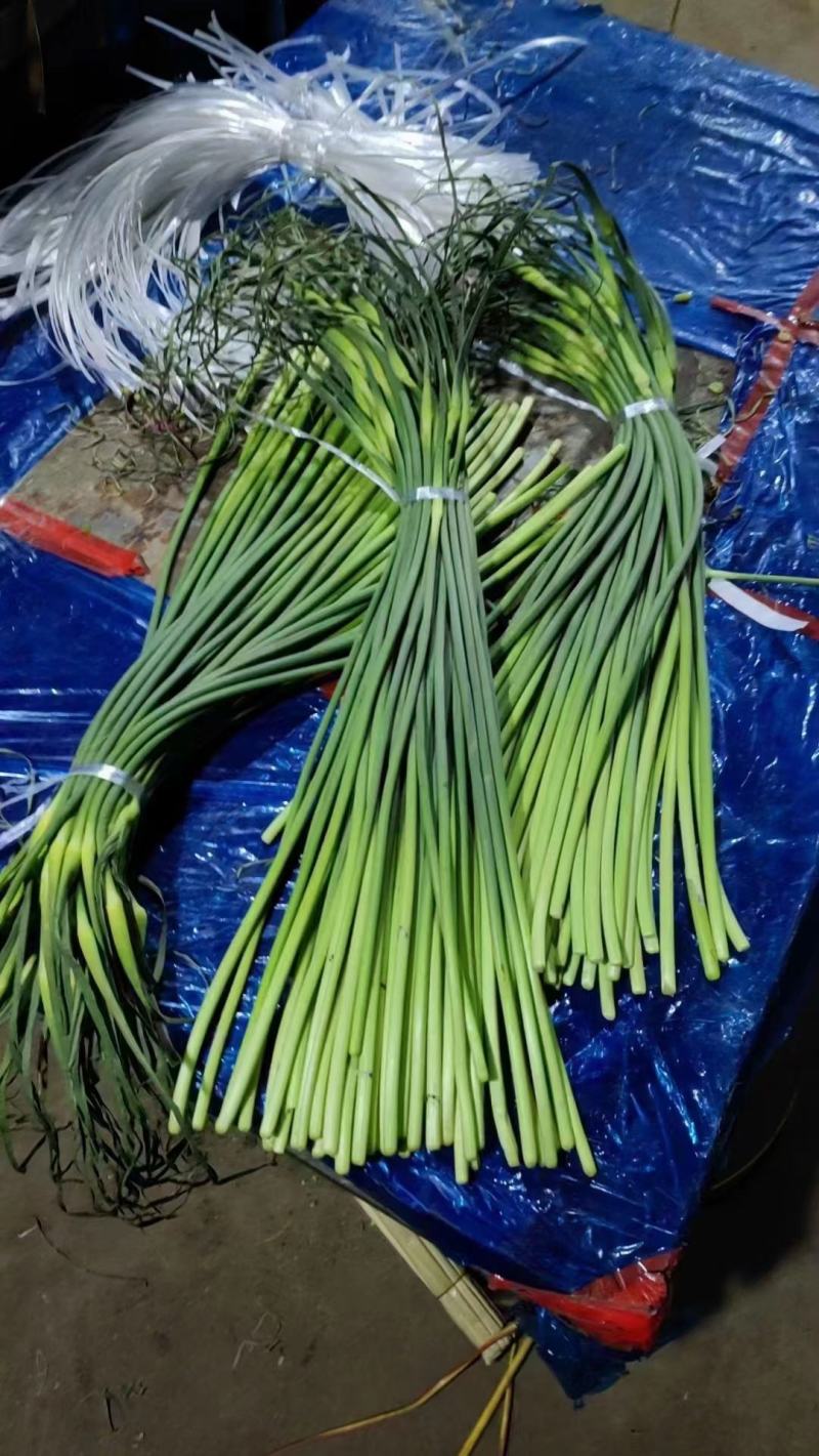莒县蒜薹哪里便宜。红帽蒜薹产地直发，蒜薹价格，电商货
