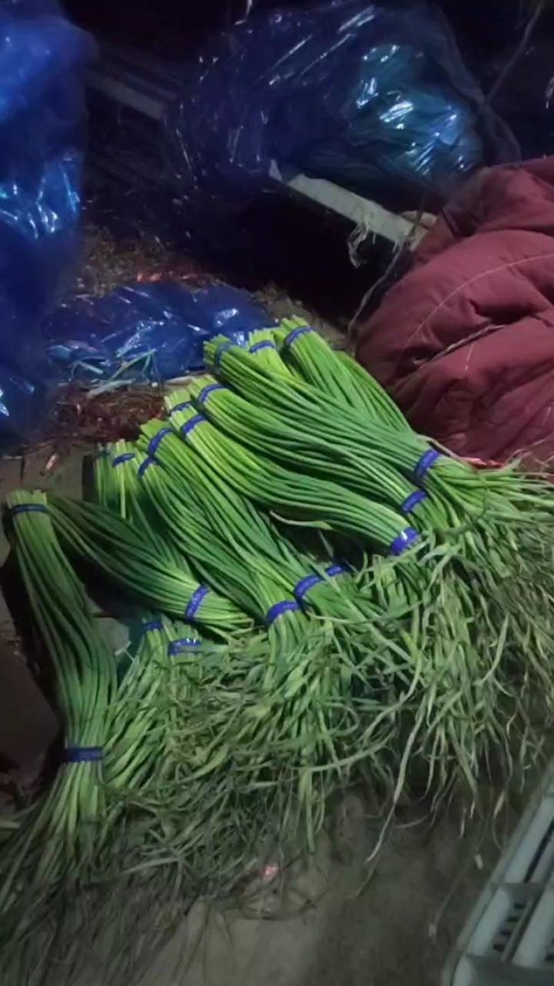 莒县蒜薹哪里便宜。红帽蒜薹产地直发，蒜薹价格，电商货
