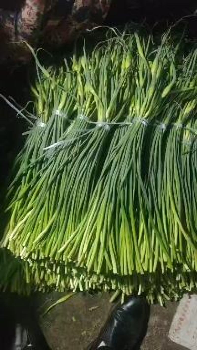 莒县蒜薹哪里便宜。红帽蒜薹产地直发，蒜薹价格，电商货