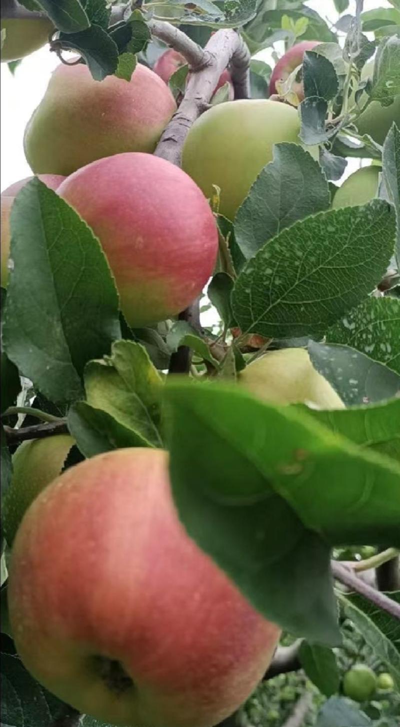 美八苹果，果园看货，质量好价格合理，一手货源