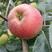 美八苹果，果园看货，质量好价格合理，一手货源