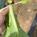【推荐】山东曹县小白菜快菜产地直发量大从优可远程看货