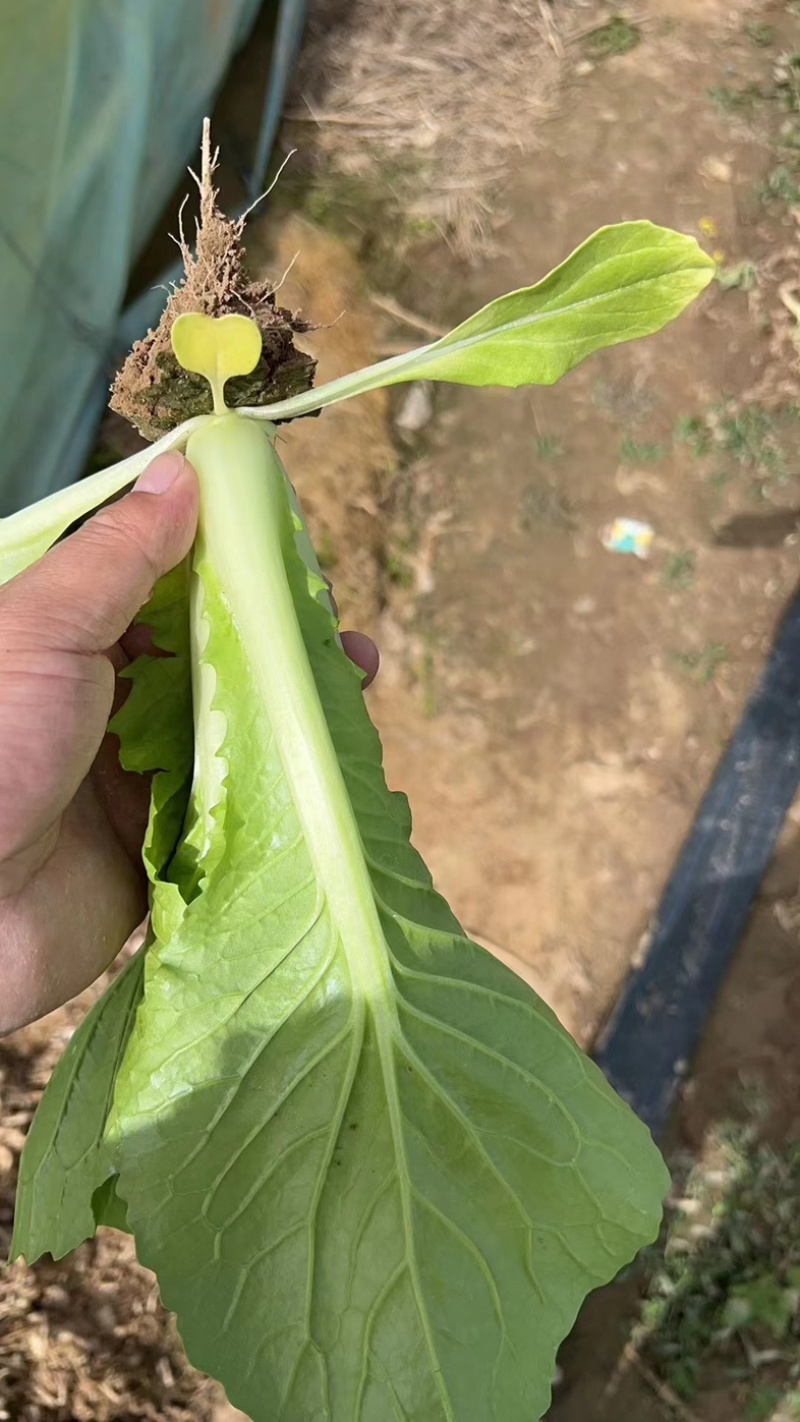 【推荐】山东曹县小白菜快菜产地直发量大从优可远程看货