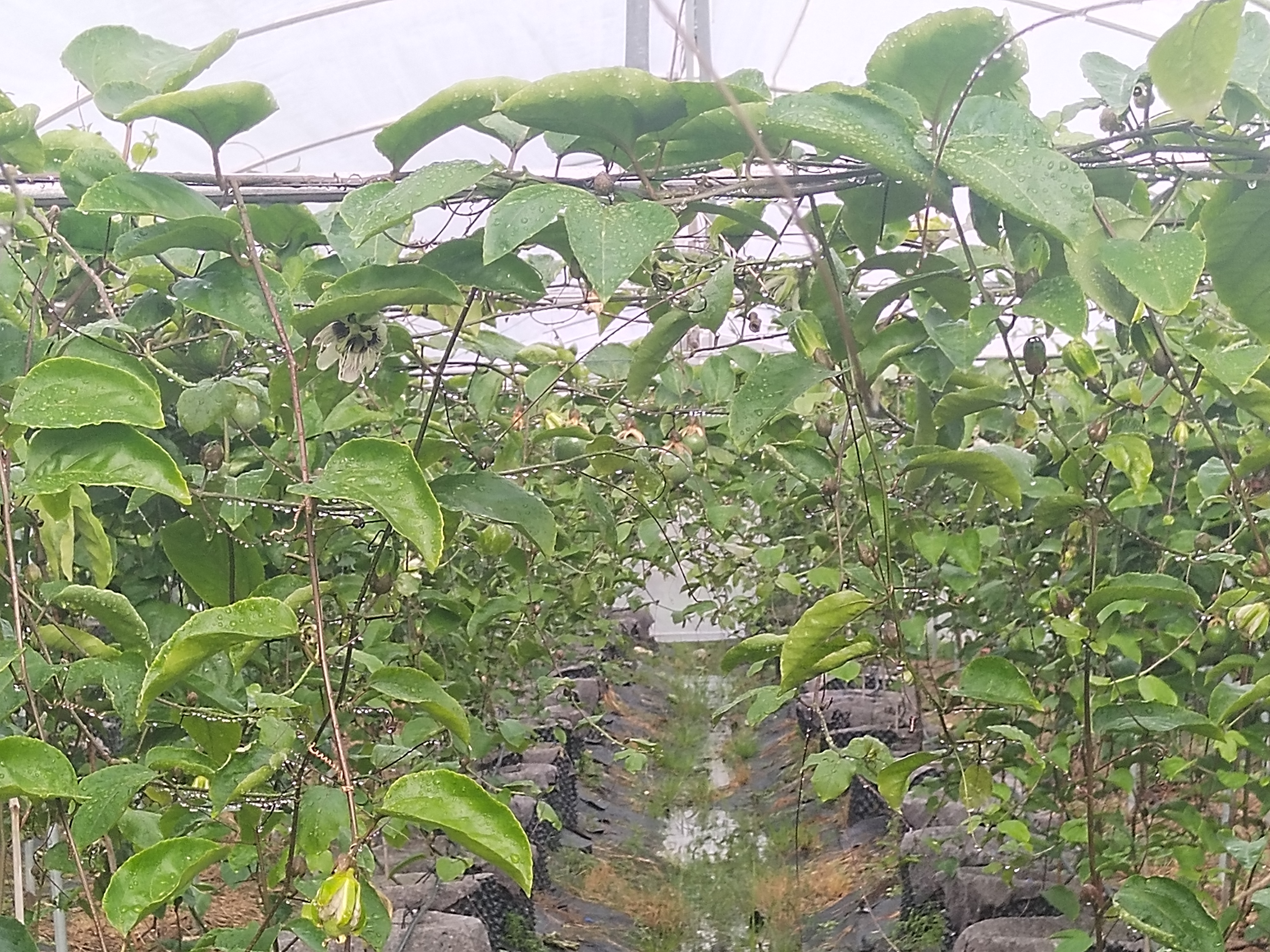 百香果种植园实景图