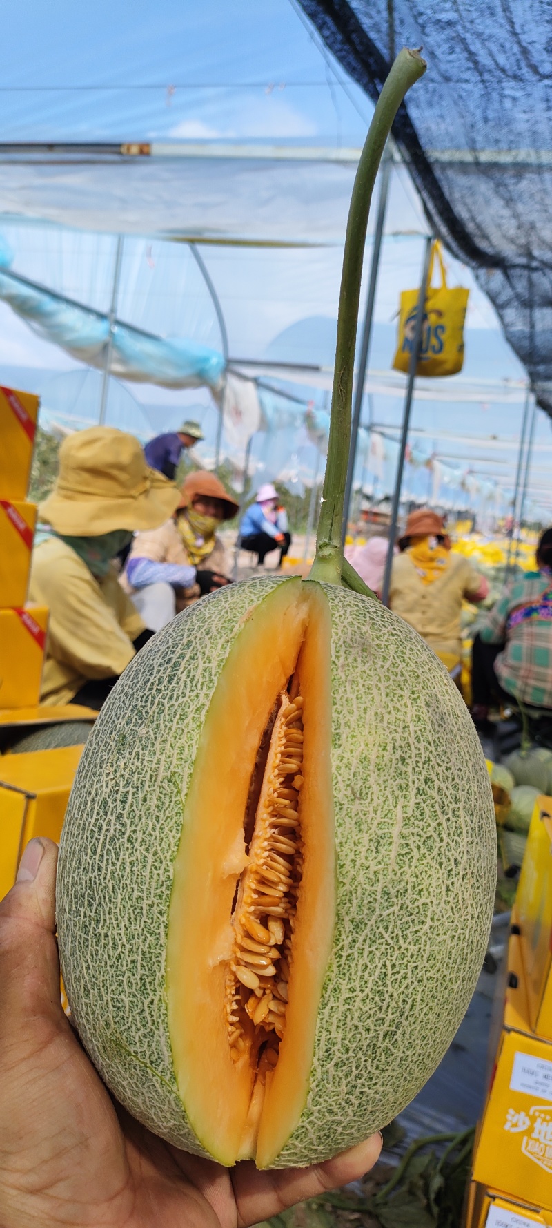 精品海南晓蜜25哈密瓜产地大量上，价优欢迎致电合作