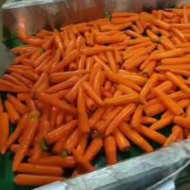 【推荐】开封三红胡萝卜一手货源量大从优可供商超市场