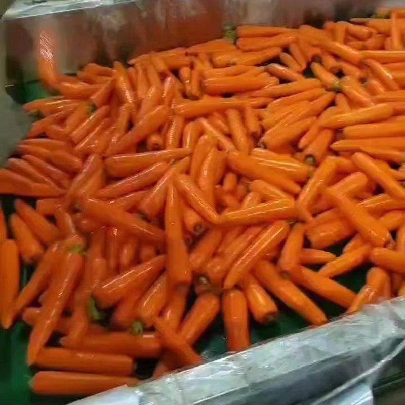 【推荐】开封三红胡萝卜一手货源量大从优可供商超市场